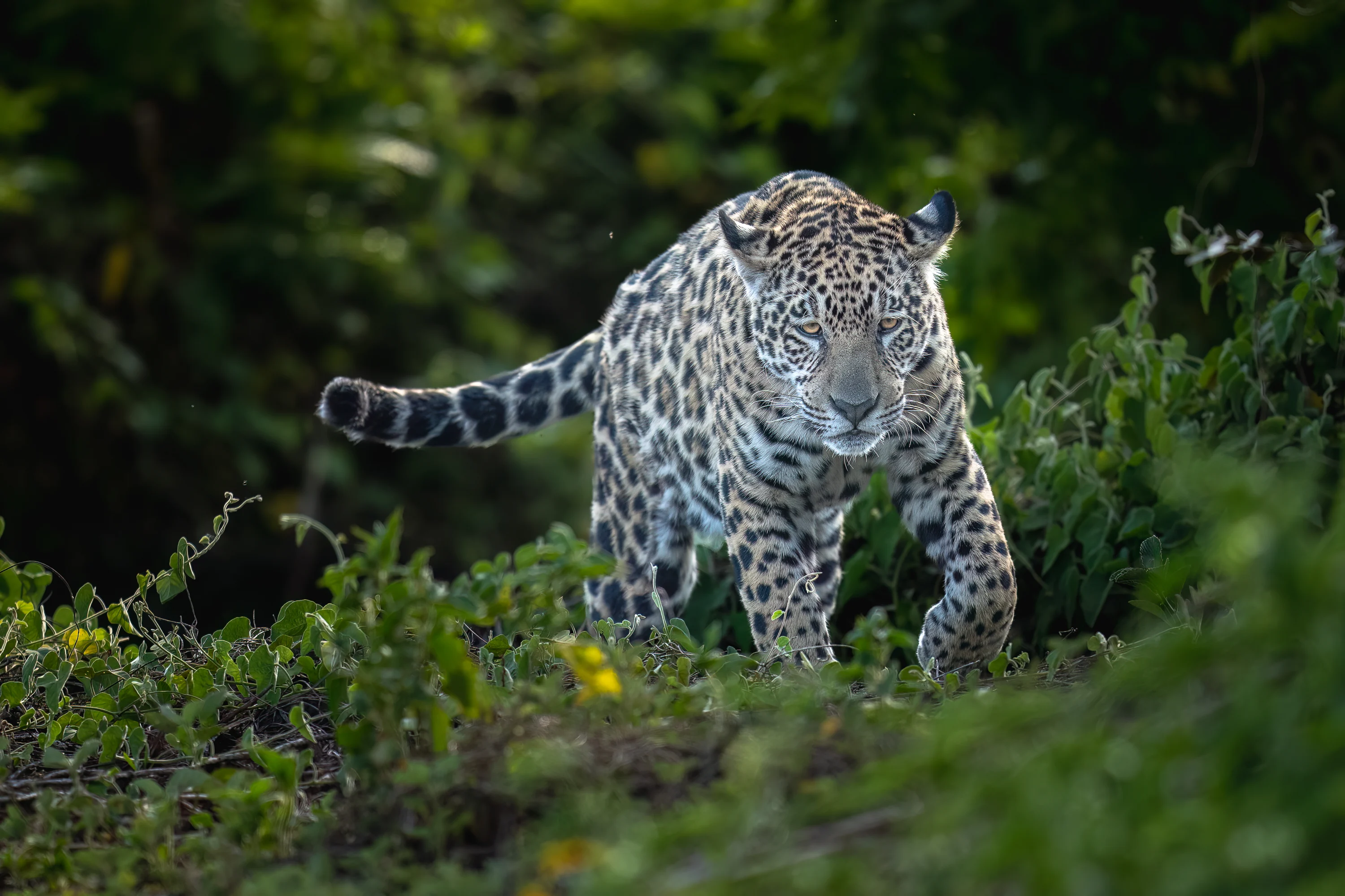 Pantanal Jaguar Expedition gallery image 11